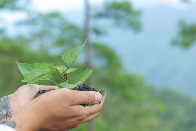 Jak Sadzenie Drzew Wspiera Ochronę Bioróżnorodności i Przeciwdziała Zmianom Klimatycznym